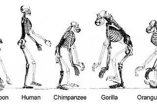 Genesis as Told by Science IV Human Evolution