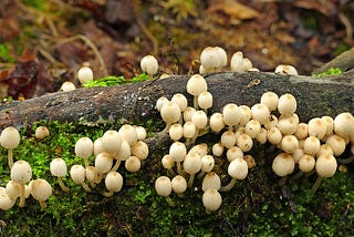 A mass of white mushrooms on moss on a fallen log.