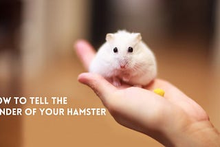 How to Tell the Gender of Your Hamster