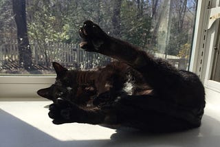 Black cat stretching in a window