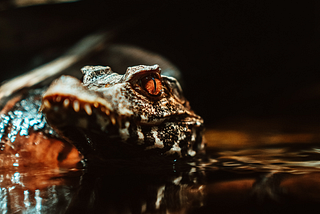 A small but fierce little alligator gives the camera the malocchio (the evil eye). The little gator is in the water, in the background in the water, it’s body forms an elegant s-curve.