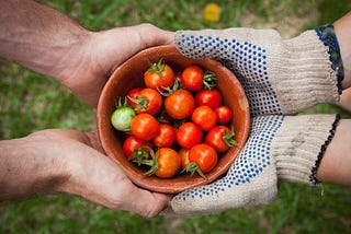 bowl on tomatos freshly picked up