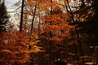 Falling for the East Coast in Autumn