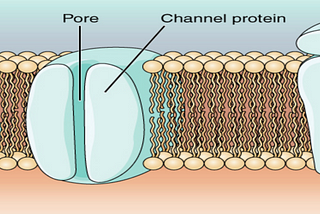 Identifying the Number of Open Ion Channels with Hidden Markov Models