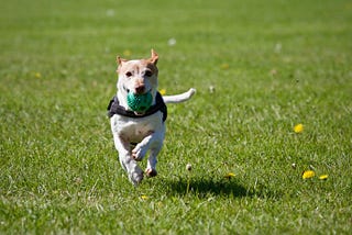 5 Easy Steps to Teach a Dog to Fetch and Return