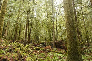 An Artificial Warden of the Forest