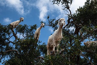 A Picnic With A Goat