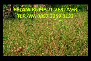 Distributor Rumput Akar Wangi Vetiver, WA. 0857 3259 0133, BIBIT UNGGUL