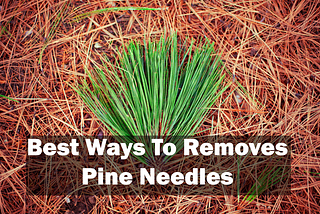 Best Ways to Remove Pine Needles