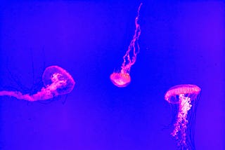 Untangling SaaS gross margin and OPEX