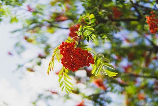 Cranberry Streams