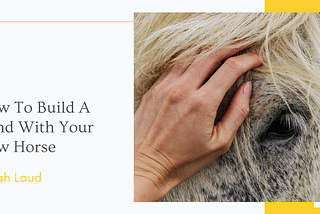 How To Build A Bond With Your New Horse