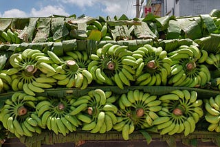 Banana X: Rethinking the Banana of the Future