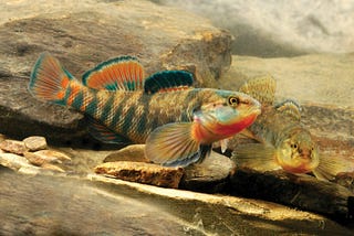 Fish diversity resurges in restored Sand Run Stream