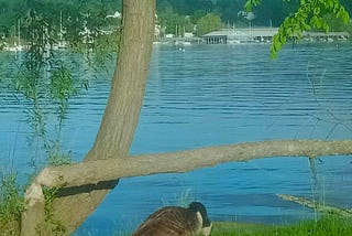 Canadian Goose on my morning walk. Injured by a lost fishing lure.