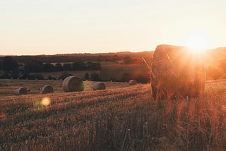 Hay bales in setting sun. Golds and browns.