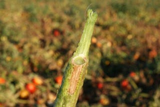 Controlling Fusarium wilt in Tomatoes: Essential Tips for Gardeners
