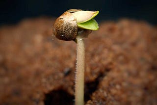 Cultivarea cu succes a plantelor auto