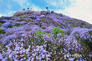 কুরিঞ্জি-স্রোত