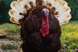 If We Had Fewer Turkeys in This Country, We’d All Have a Lot More to Be Thankful For