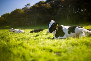 Sustainability, stock and seaweed: changing cattle feed to combat climate change