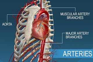 The Role of Arteries in the Circulatory System and How EECP Therapy Effective for CAD.