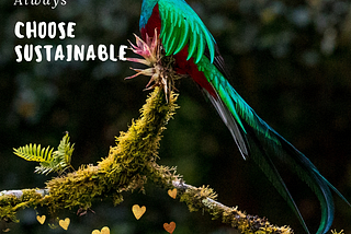 Honduran rainforest birds