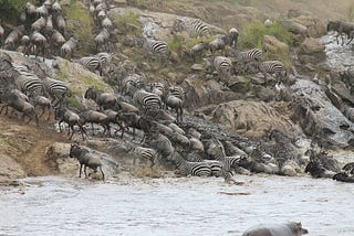Serengeti with Eyes of Tanzania