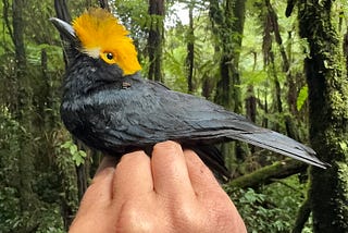 Famous ‘Lost Bird’ Found, Photographed For The First Time Ever In Africa