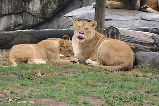 Two female lions, one sticking out its tongue