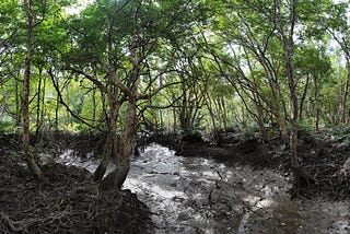 Transferring Financial Acumen to Environmental Action: A Journey from Corporate Control to Coastal…
