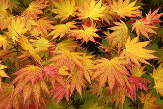 Autumn Moon Japanese Maple: A Stunning Fusion of Color and Elegance