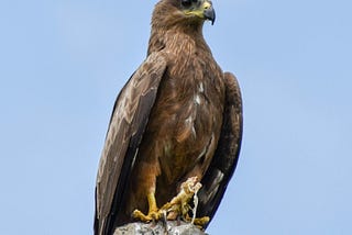 Hawk (2)