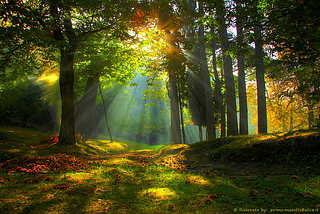 Summer Forest, Missano, Italy