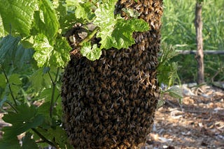 Dancing on the Face of the Swarm