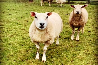 How sheep save my sanity (and other learnings from a novice shepherdess)