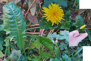 Dandelion ID