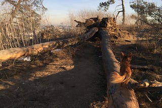 A large, dead tree is uprooted and laying on the ground, with a view of the Los Angeles skyline in the distance.