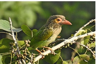 DE-STRESSING WITH NATURE DURING COVID-19 LOCKDOWN (by Col. B. S. Lakra)