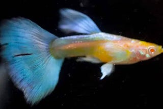 Blue Topaz Guppy: A Comprehensive Guide