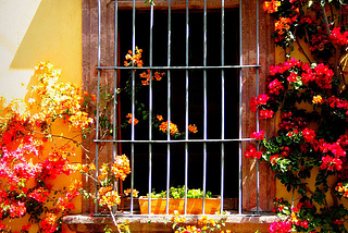 Bouganvilla, San Miguel de Allende, Mexico