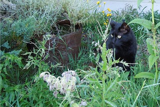 Logan and the Catmint: A Photography Surprise