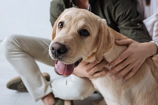 The Impact of Pets on Mental Health