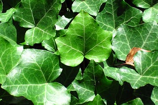 English Ivy Temperature Tolerance Explained