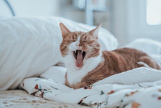 Power of a Cat Nap: Unleashing Productivity and Well-being