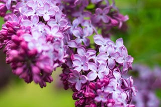 lilac