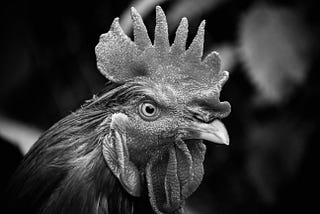 Everyone Is Wearing Shorts