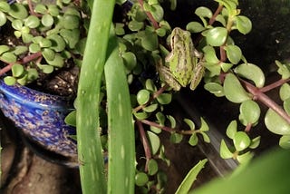 How to Let a Wild Animal Adopt You