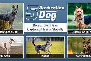 5 Australian Dog Breeds that Have Captured Hearts Globally