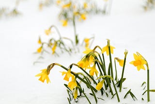 Yellow daffodils in snow